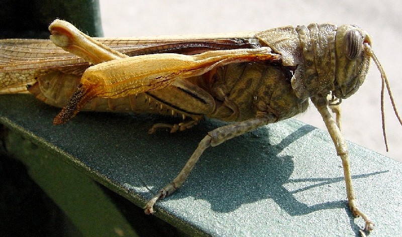 Kisella irena, Mantis religiosa, Barbitistes sp.,Tettigonia viridissima